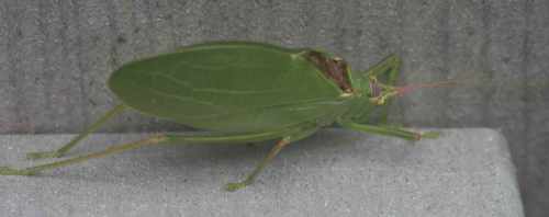 Common true katydid Pterophylla camellifolia